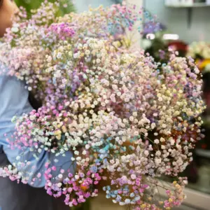 זר גיבסנית צבעוני